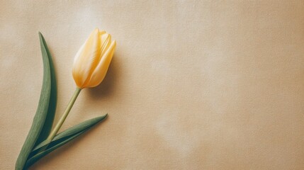 A solitary yellow tulip with closed petals rests diagonally on a textured beige backdrop,