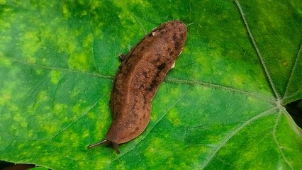 close up shot of slug on leaf.