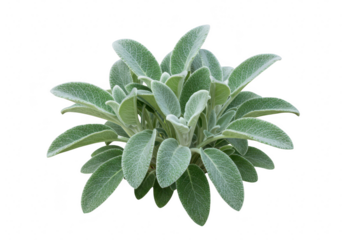 Lambs ear plant isolated on transparent background