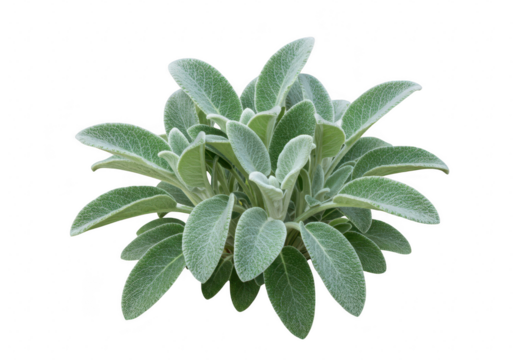 Lambs ear plant isolated on transparent background