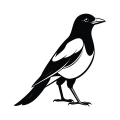 Eurasian magpie standing alert line art illustration on a white background