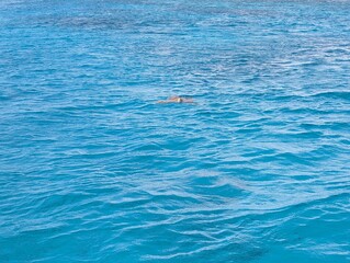 Turtle in the sea, Motu fareone, french polynesia, Moorea