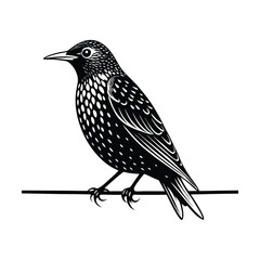 Elegant line art illustration of a european starling bird resting on a slender wire against a clean white background