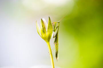 A praying mantis sits on a lotus flower against a green background.