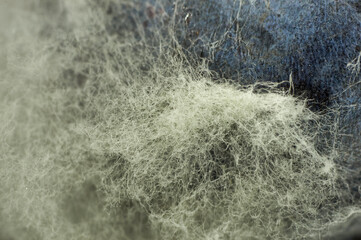 Macro photo of white mold on a blue blueberry berry, very close up