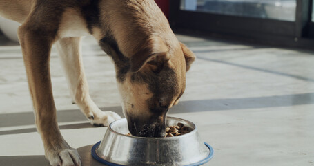 Rescue, bowl and dog eating food for foster care, health and growth at adoption kennel. Animal shelter, sanctuary and canine with meal for nutrition at volunteer, charity service and ngo welfare
