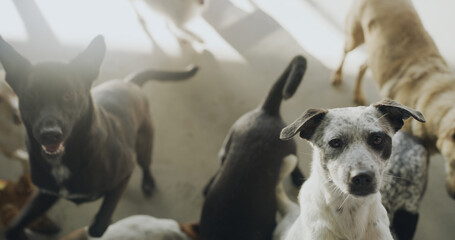 Dogs, shelter and face with group for adoption, care or volunteer center for animal kindness. Portrait, foster pet and above with canine at facility for wellness, kennel and services for charity