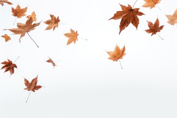 Obraz na płótnie Canvas Autumn leaves falling white background