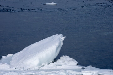 The bids of ice and the sea of Okhotsk © 多田 智
