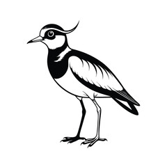 Detailed line art illustration of a lapwing bird standing alert on a clean white background
