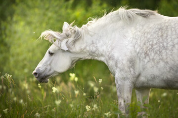 Horse shakes its mane
