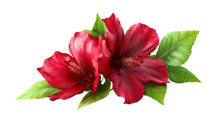 Two vibrant red hibiscus flowers with green leaves against a white background, cut out transparent