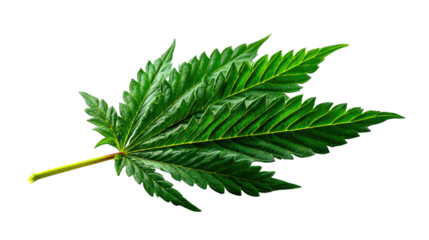 Vibrant Green Leaf: Captivating close-up of a cannabis leaf, its vibrant green hue reflecting freshness. showcasing the exquisite details.