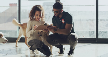 Signing, form and adoption of dog, animal shelter or people with agreement, volunteer and...