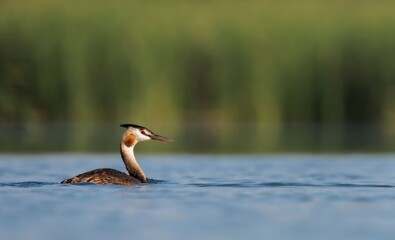 Great crested grebe swimming in lake