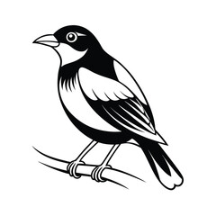 Elegant line art illustration of a myna bird perched gracefully on a tree branch against a clean white background