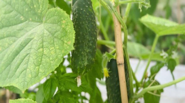 Close-up of two cucumbers growing on plant in garden.	
