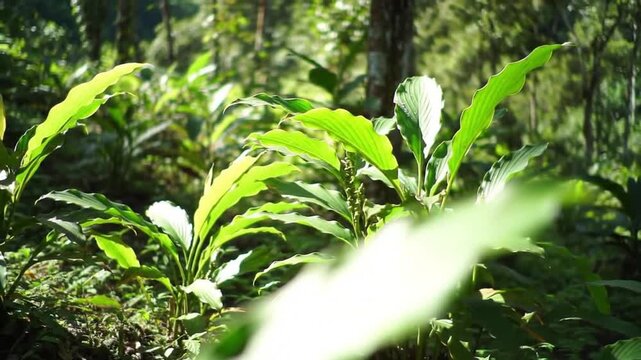 sunlit cardamom plants in lush green plantation