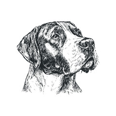 Pensive Dog Head Sketch with Expressive Eyes