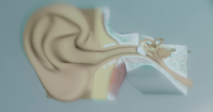 Ear structure of the human study