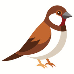 Sparrow White Background