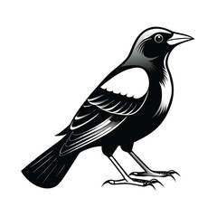 Elegant line art illustration of a red winged blackbird standing tall with detailed wing features