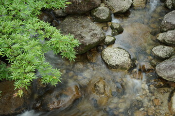 Clear Stream and Maple