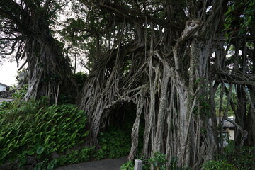 banyan tree