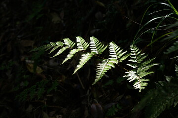 fern in the forest