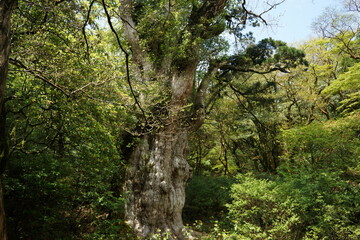 Jomon Cedar on a sunny day