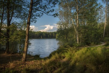 Summer landscape with forest lake and sunlight