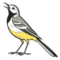 Wagtail White Background