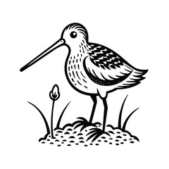 Line art illustration of a snipe bird probing the soil with its beak on a clean white background