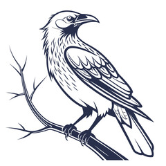 Weaverbird White Background