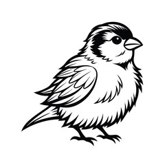 Detailed line art illustration of a sparrow with its feathers fluffed up on a clean white background