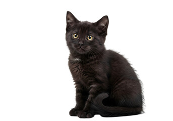 Black Cat Kitten Studio Photograph of a Longhaired Black Domestic Shorthair isolated on transparent background