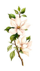 Obraz premium Soft pink magnolia flowers with green leaves on white background 