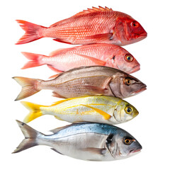 Fototapeta premium Fresh Seafood Variety Red Snapper Pink Snapper Grunt Yellowtail Snapper and Dorado
