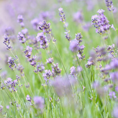 A beautiful field of purple lavender flowers in soft focus with a gentle, dreamlike feel, evoking a sense of calm and natural beauty.