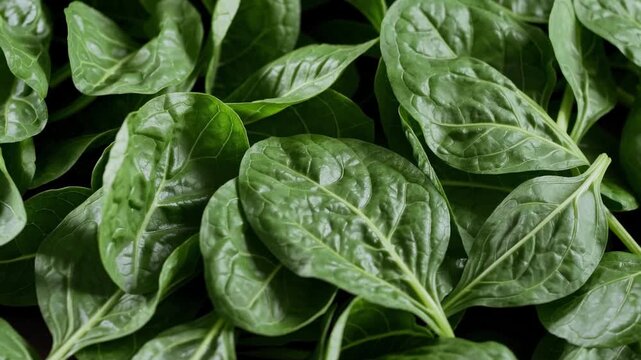 A closeup view of fresh, vibrant green spinach leaves