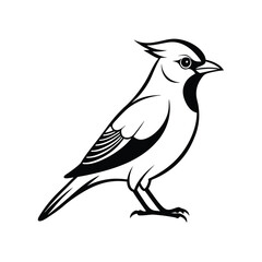 Elegant line art illustration of a waxwing bird standing gracefully on a clean white background