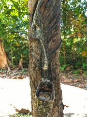 Obraz premium A close-up of a rubber tree being tapped for latex, showing the cut bark and collection cup.