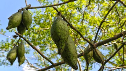 A Kapok (Ceiba) tree branch laden with green fruits against a bright sky. The fruits hang prominently, displaying their unique shape and texture.