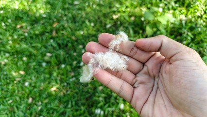 A hand holds fluffy natural cotton fibers against a backdrop of green grass.