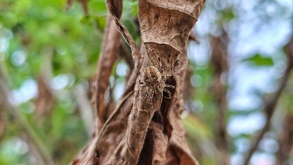 A furrow spider clings to a dry, textured leaf. The spider, with its patterned abdomen and delicate legs, blends with the leaf's earthy tones in a natural setting.