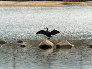 羽を広げて乾かす川鵜