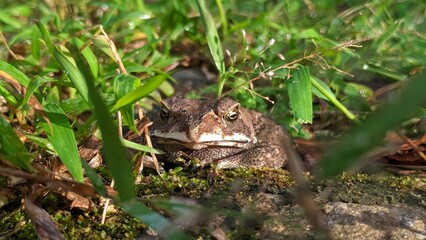 A toad sits camouflaged among lush green grass and moss, blending into its natural habitat.