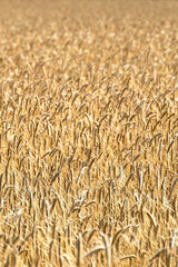 Growing cornfield a sunny summer day