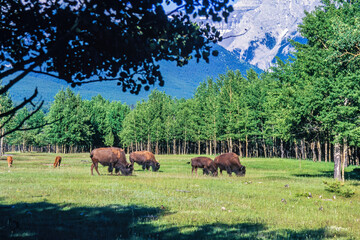 Fototapeta premium Bison grazing on a meadow in a beautiful mountain landscape