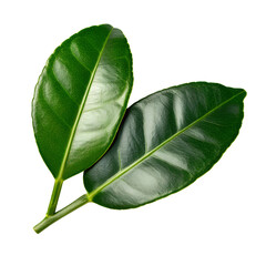 Obraz premium Kaffir lime leaves isolated on transparent background